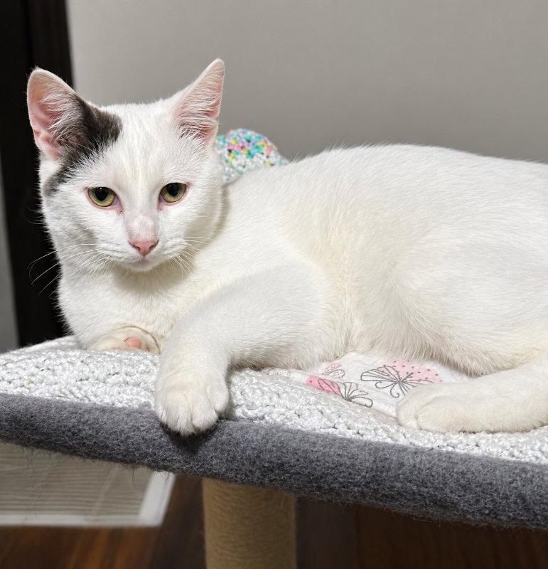 Enlarge Tripp, a Adoptable Domestic Short Hair in Mankato, MN image 2/3
