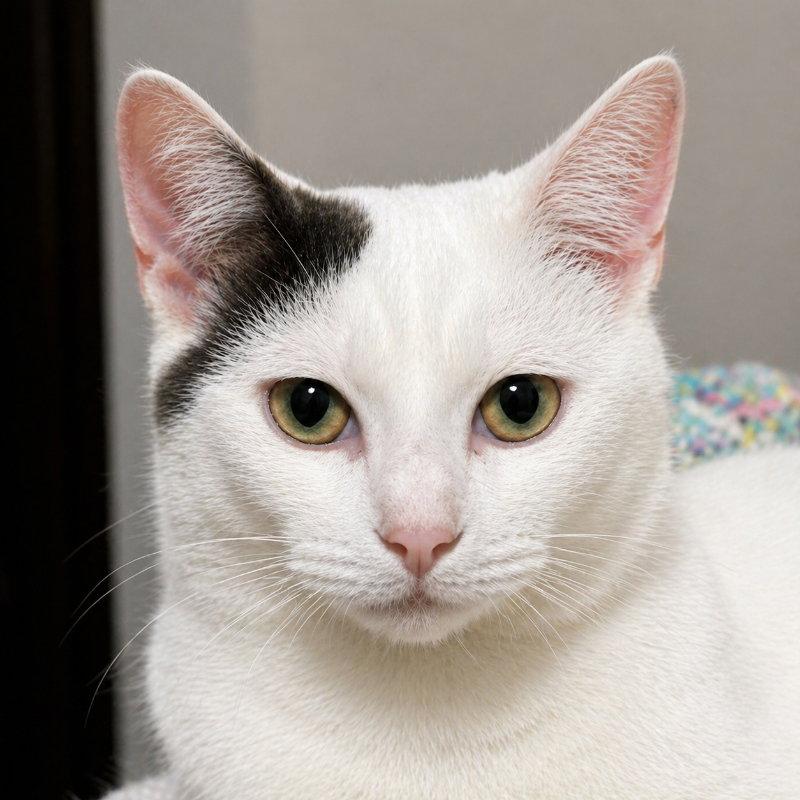Enlarge Tripp, a Adoptable Domestic Short Hair in Mankato, MN image 3/3