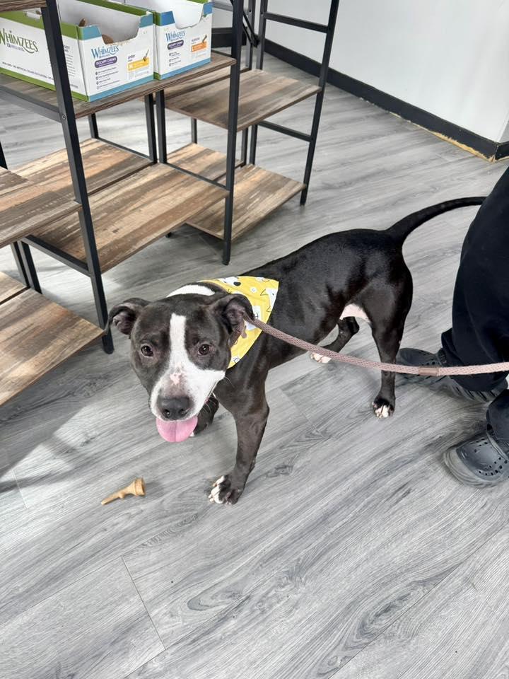 Maya, ADOPTABLE, Adult Female Pit Bull Terrier.