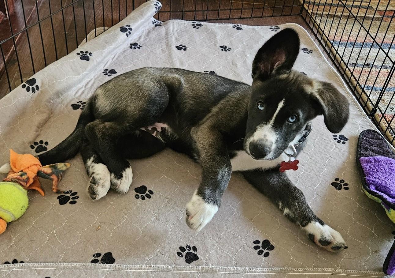Enlarge Snowy, a Adoptable mixed breed in Renner, SD image 3/6