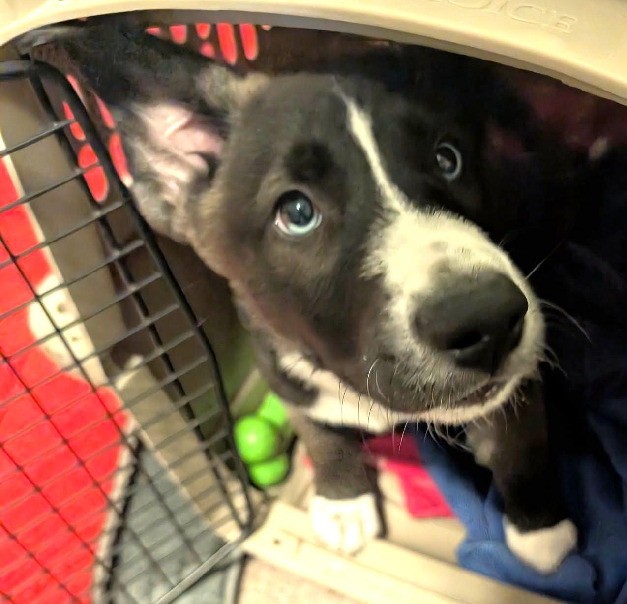 Enlarge Snowy, a Adoptable mixed breed in Renner, SD image 2/6