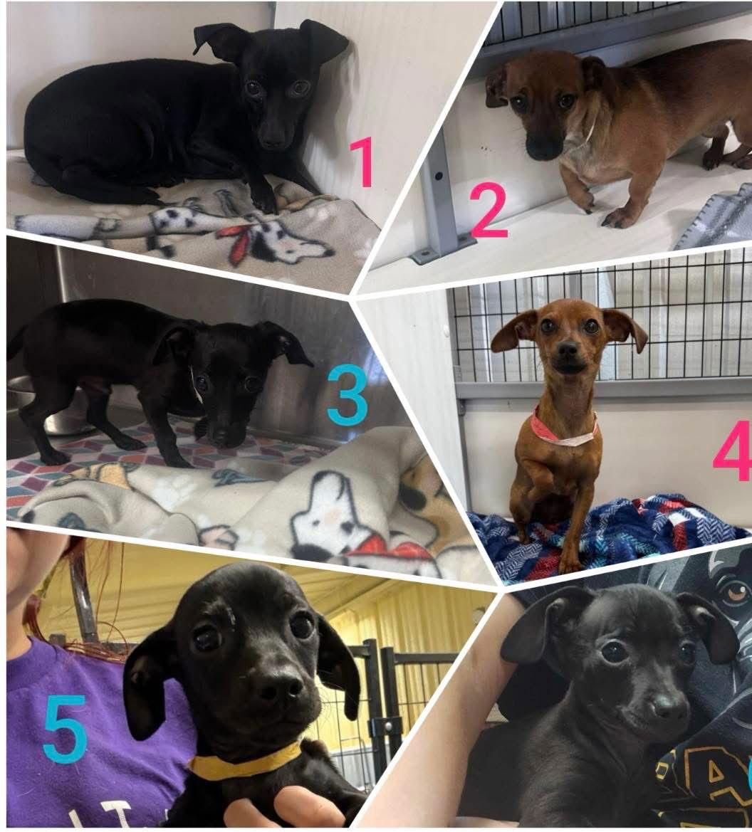 Nonna, Adoptable, Adult Female Dachshund & Chihuahua.