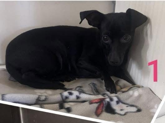 Enlarge Nonna, a Adoptable mixed breed in Pearland, TX image 2/2