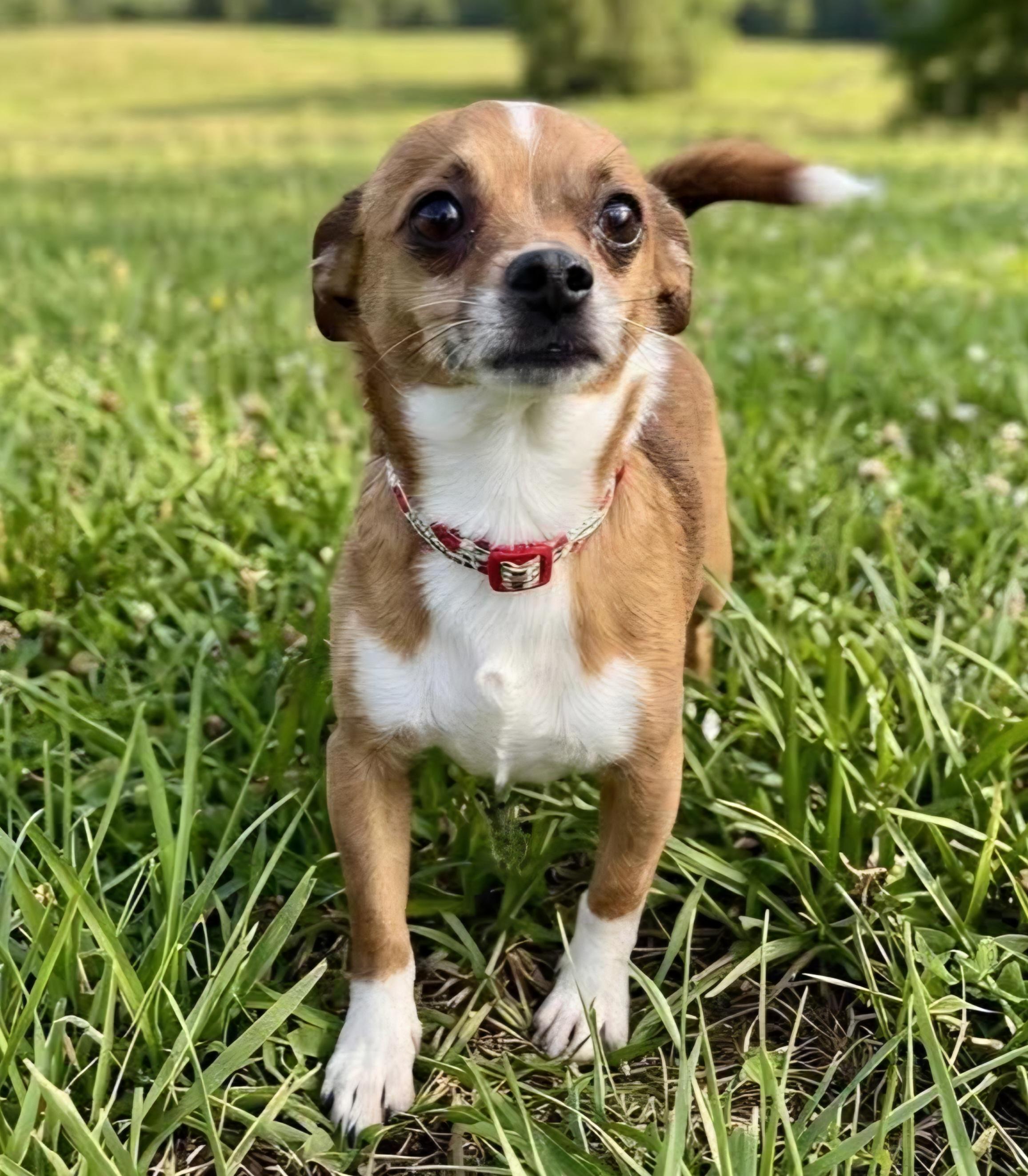 Samson, a ADOPTABLE Chihuahua in Wheelersburg, OH image 2/3
