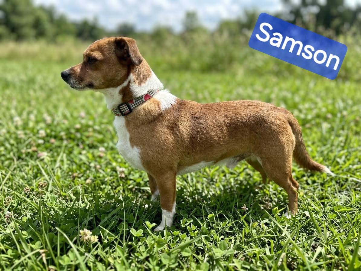 Samson, a ADOPTABLE Chihuahua in Wheelersburg, OH image 3/3