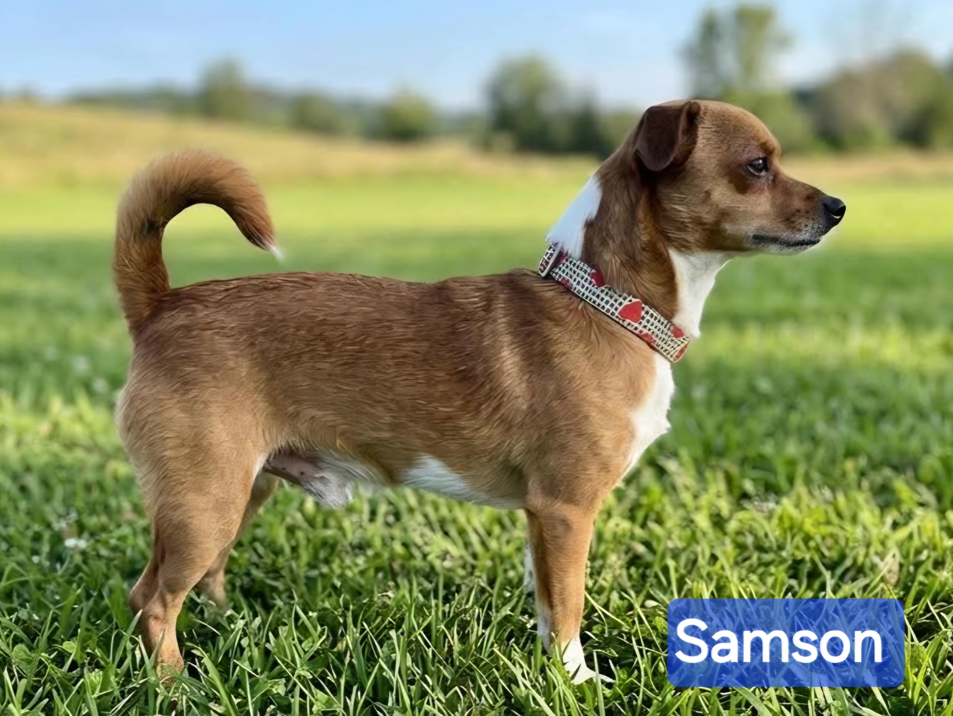 Samson, ADOPTABLE, Adult Male Chihuahua.