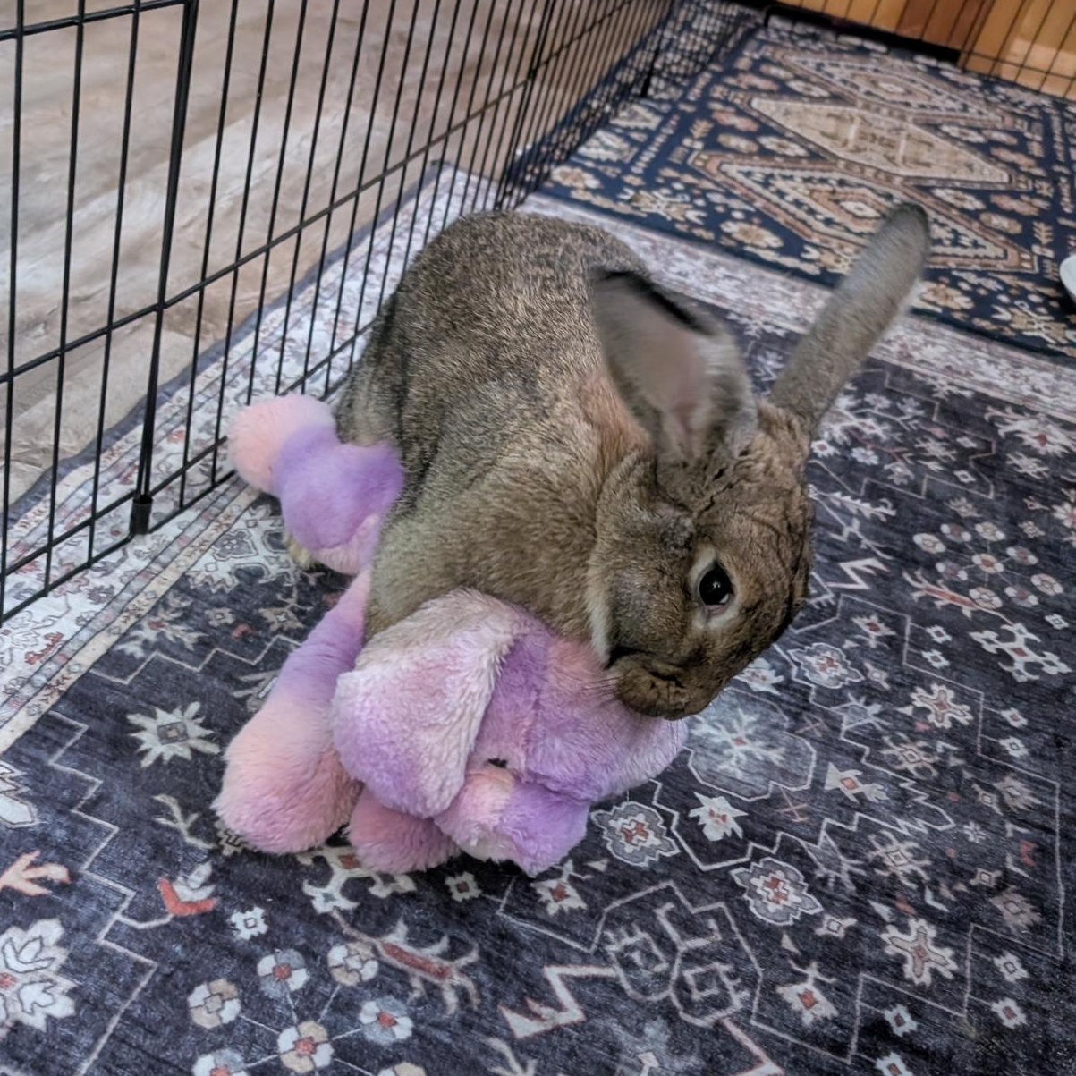 Coco, Adoptable, Adult Female Bunny Rabbit.