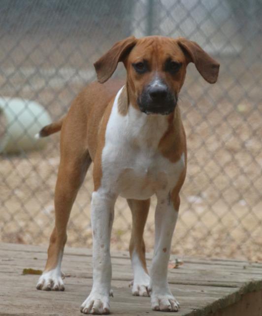 Winston 25, Adoptable, Young Male Mixed Breed & Mixed Breed.