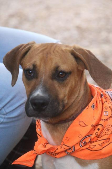 Winston 25, Adoptable, Young Male Mixed Breed & Mixed Breed.