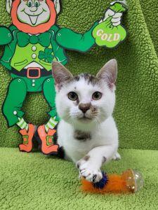 Enlarge Laquan, an adopted Domestic Short Hair in Bucyrus, OH image 1/4