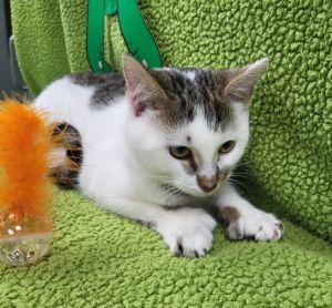 Enlarge Laquan, an adopted Domestic Short Hair in Bucyrus, OH image 4/4