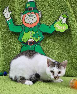 Enlarge Laquan, an adopted Domestic Short Hair in Bucyrus, OH image 3/4