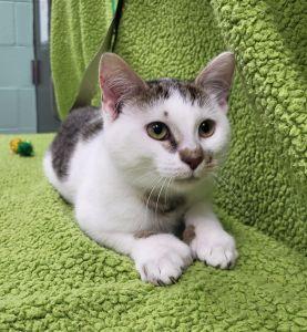 Enlarge Laquan, an adopted Domestic Short Hair in Bucyrus, OH image 2/4