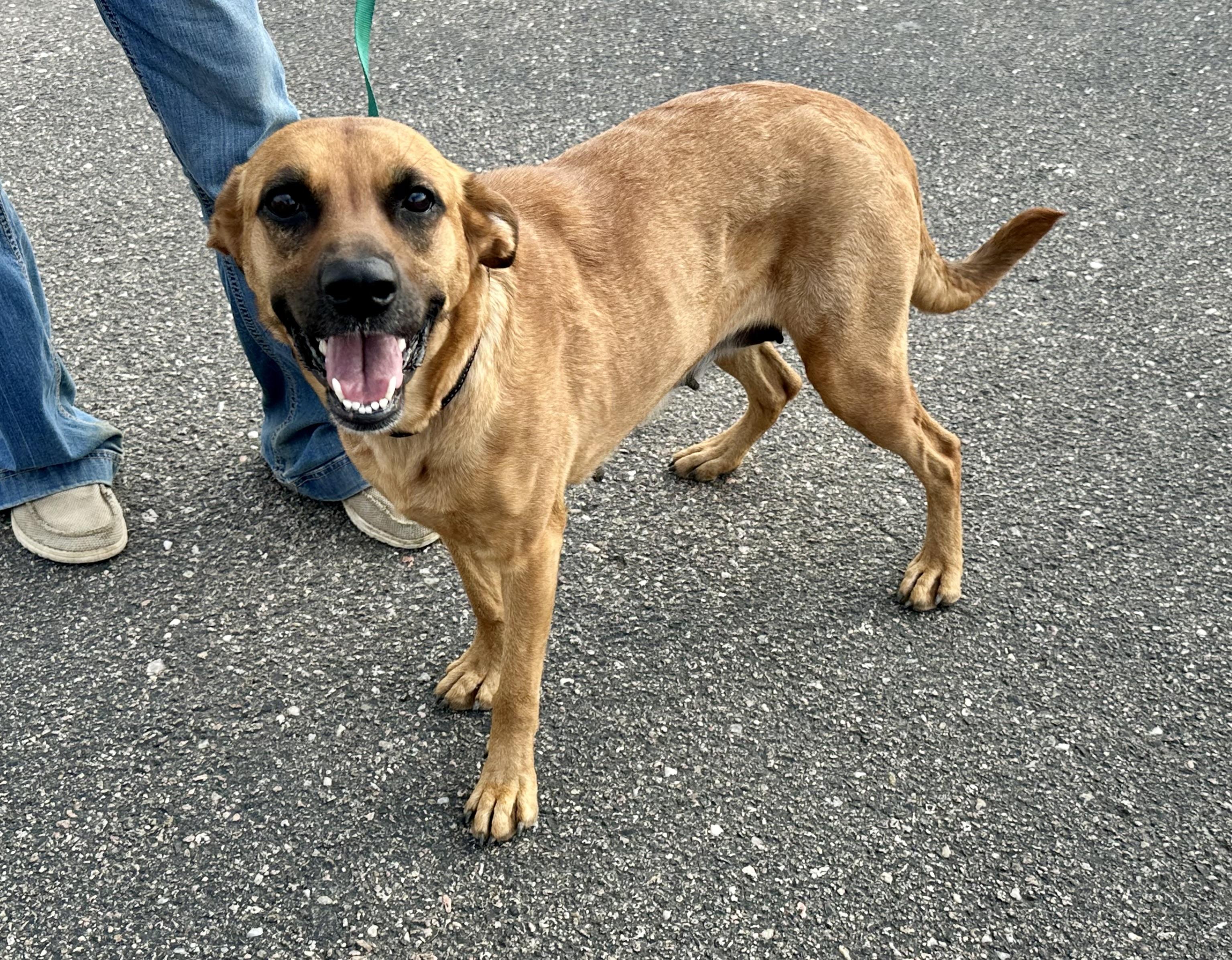 Bessy, an adoptable Shepherd, Mixed Breed in Carr, CO, 80612 | Photo Image 1