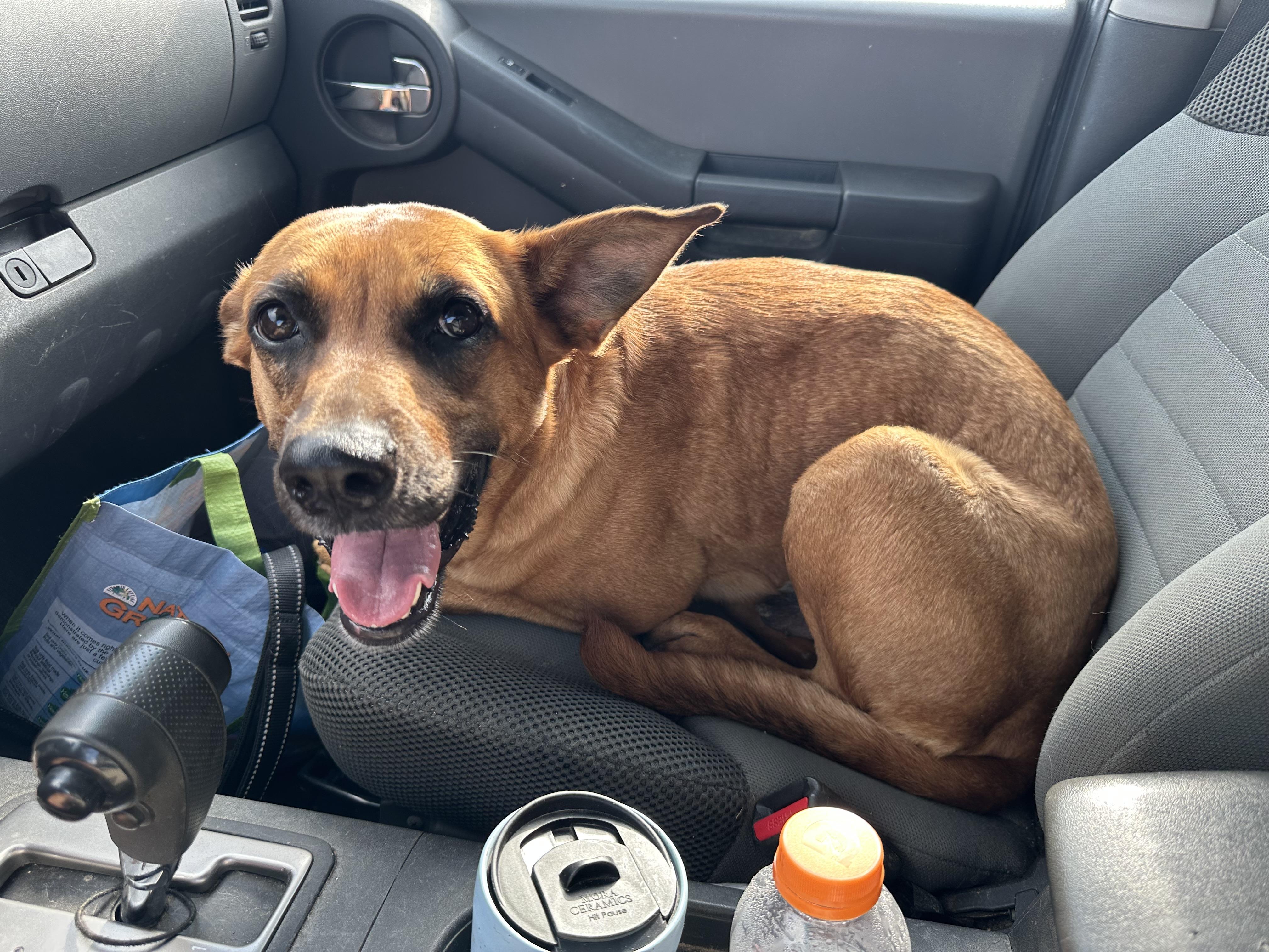 Bessy, an adoptable Shepherd, Mixed Breed in Carr, CO, 80612 | Photo Image 2
