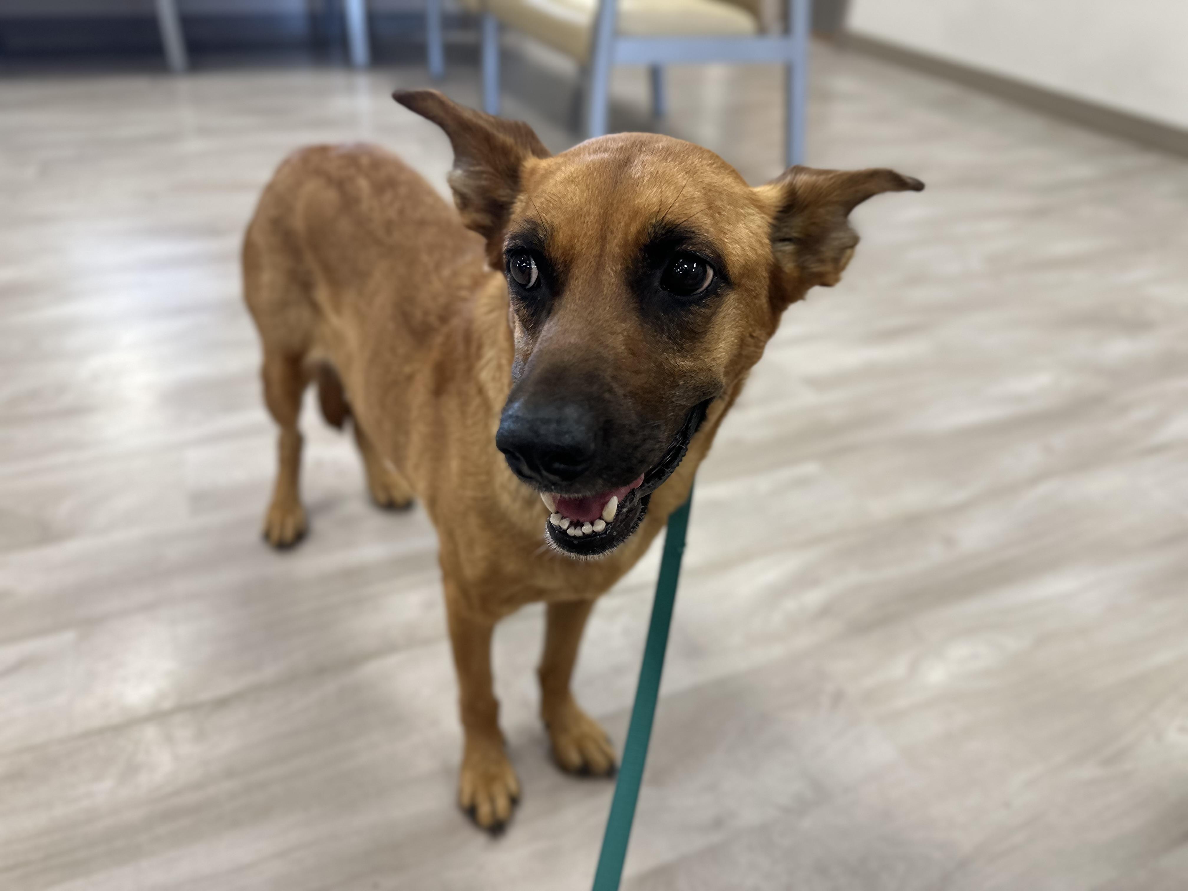 Bessy, an adoptable Shepherd, Mixed Breed in Carr, CO, 80612 | Photo Image 3
