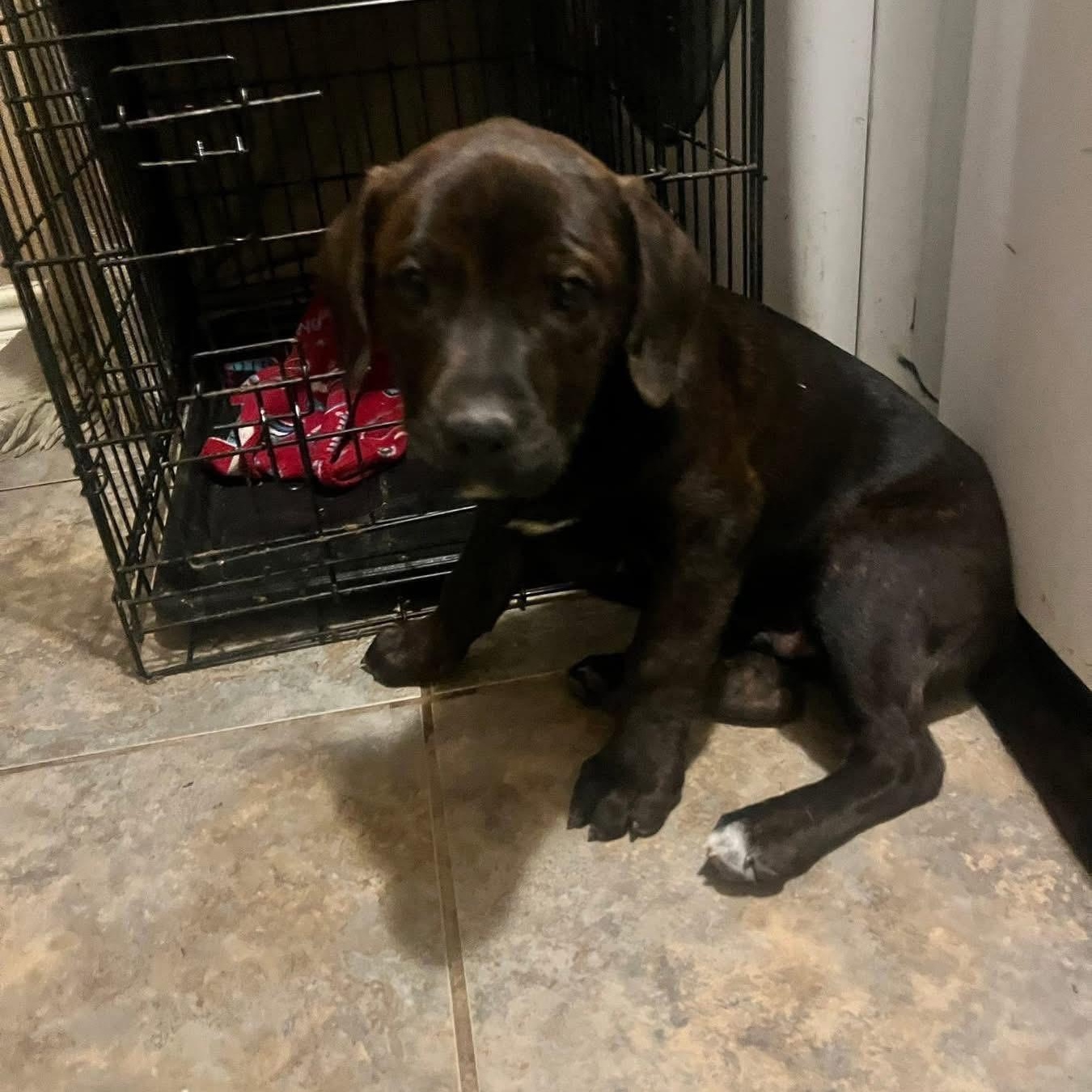 Enlarge Snickers, a ADOPTABLE mixed breed in Lubbock, TX image 5/5