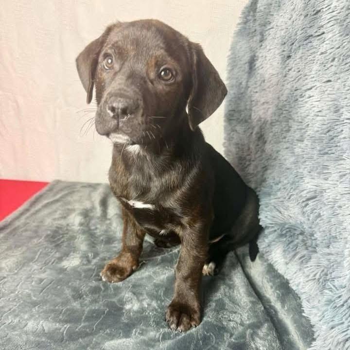 Snickers — thumbnail 2