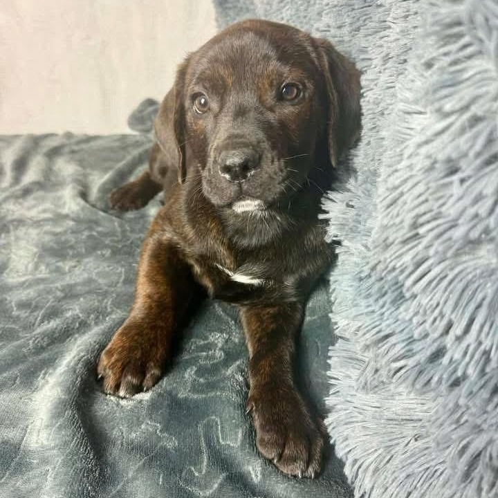 Snickers — thumbnail 3