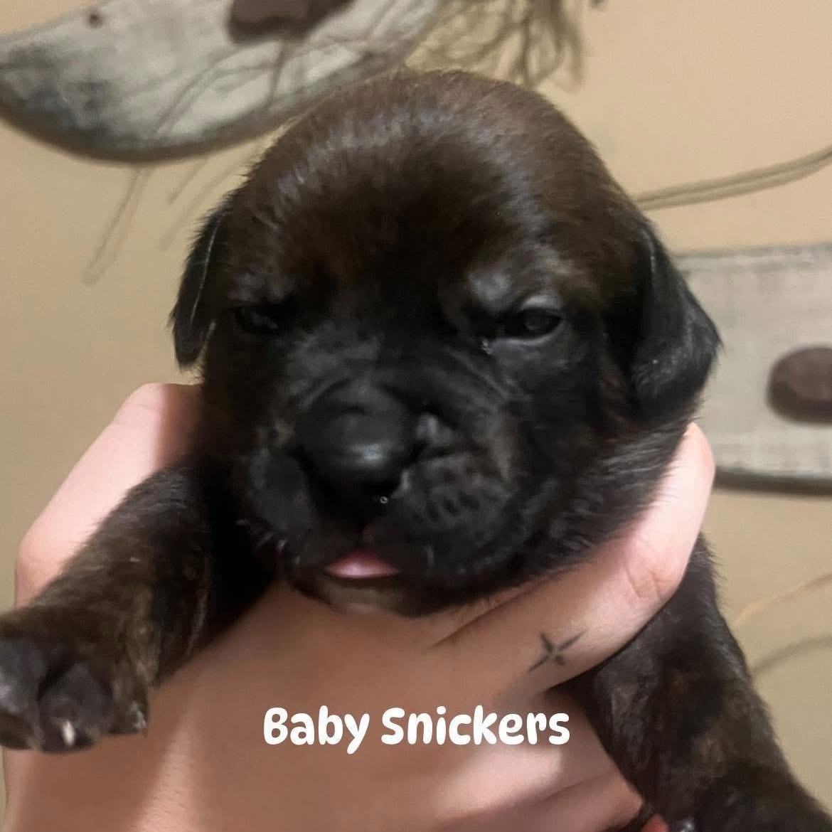 Snickers — thumbnail 4