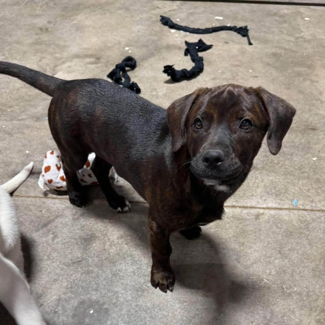 Enlarge Snickers, a ADOPTABLE mixed breed in Lubbock, TX image 1/5