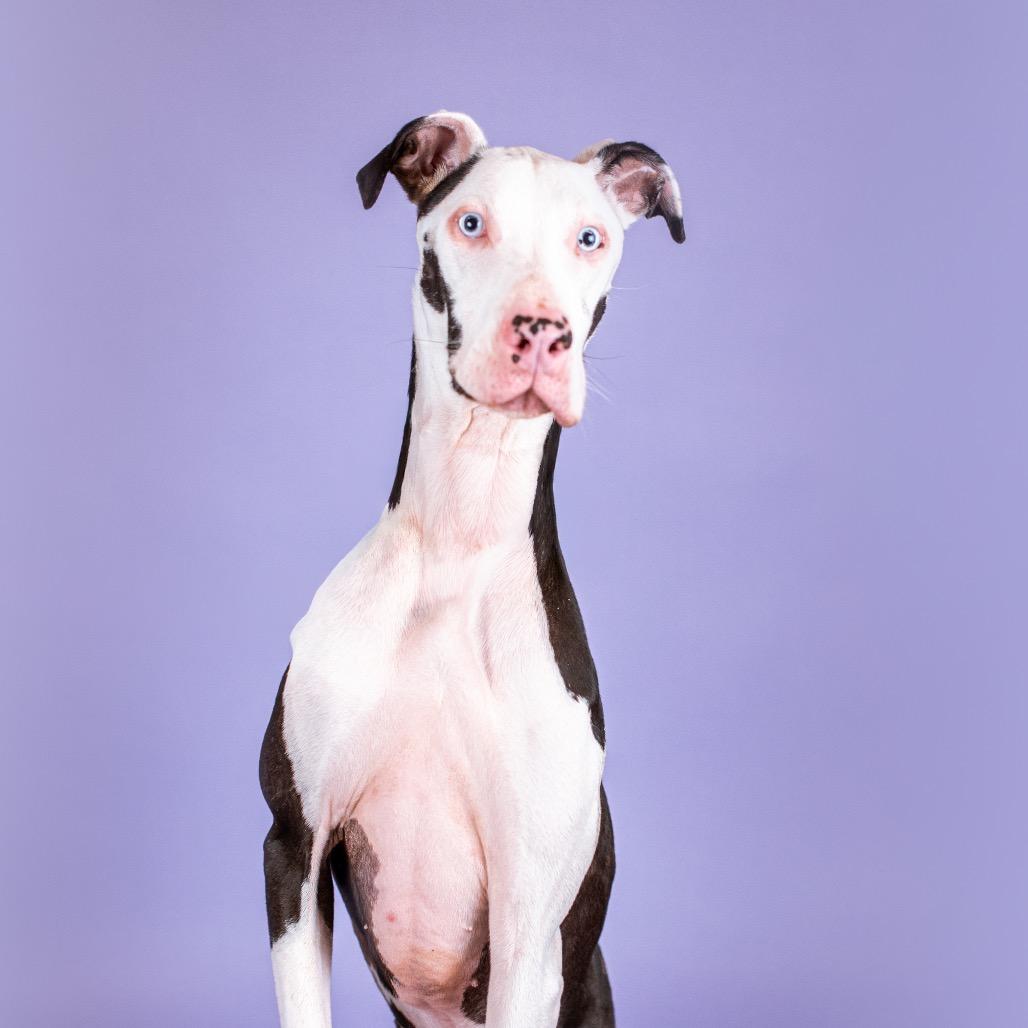 Velveteen thumbnail 2