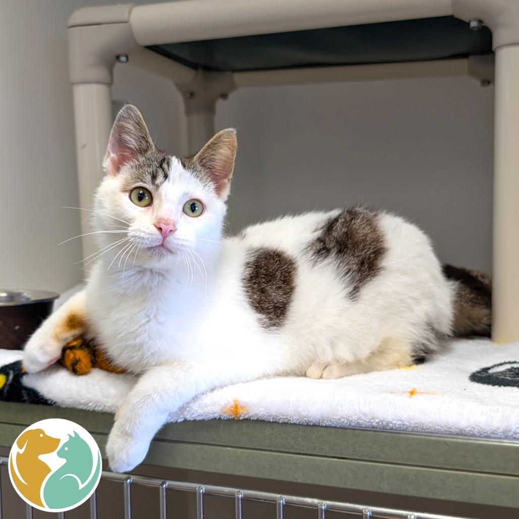 Enlarge Mango Monsoon, a Adoptable Domestic Short Hair in Toledo, OH image 1/1