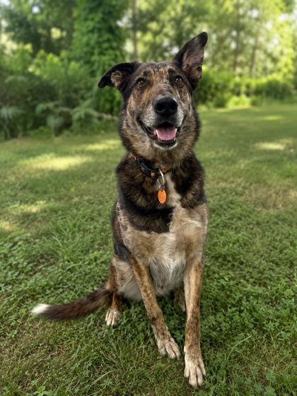 Enlarge Boomer, a Adoptable mixed breed in Gwinn, MI image 1/1