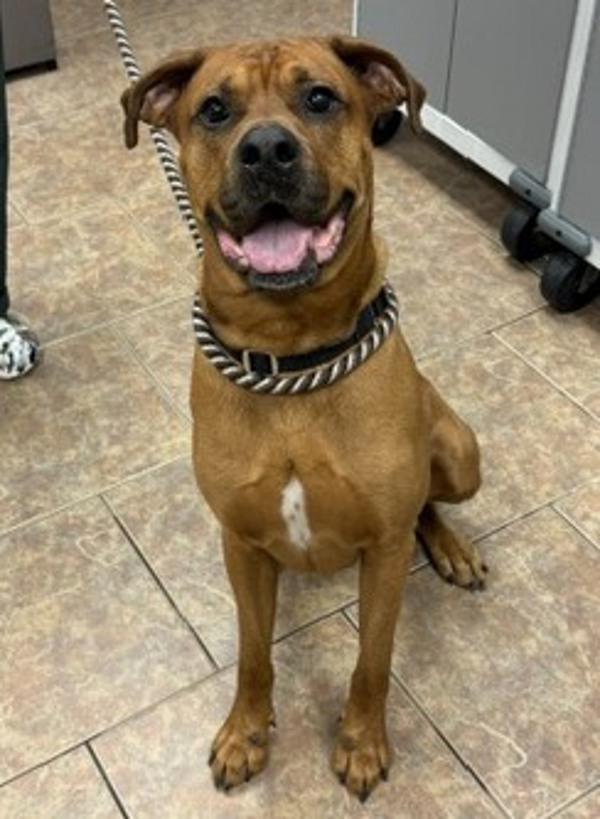 Enlarge Pluto, a Adoptable mixed breed in Littleton, CO image 1/1