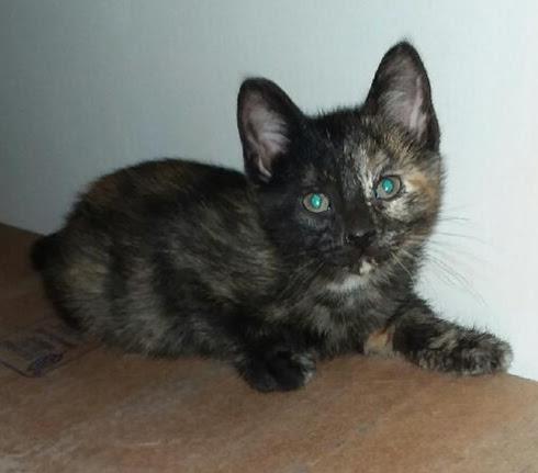 SPECKLES, Baby Female American Shorthair