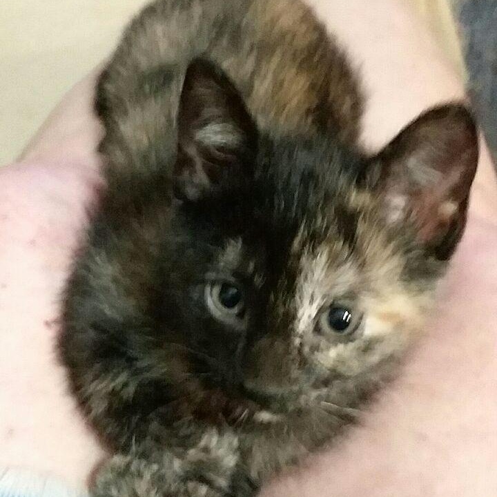 SPECKLES photo 2