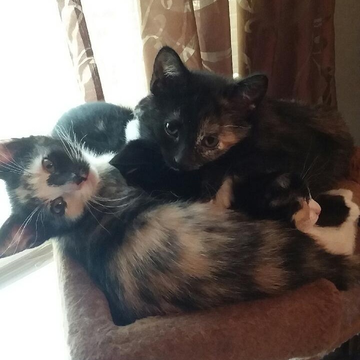 SPECKLES photo 6