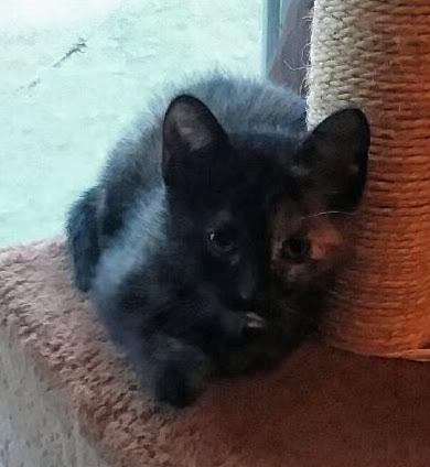 SPECKLES photo 4
