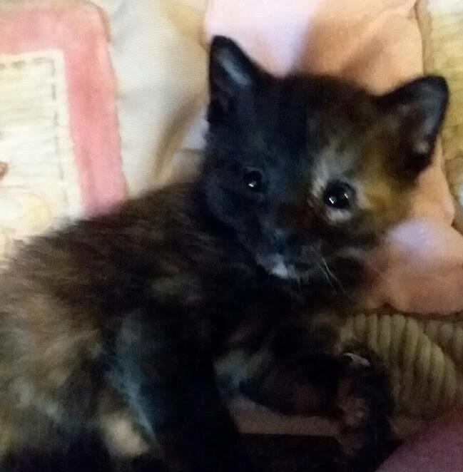 SPECKLES photo 5