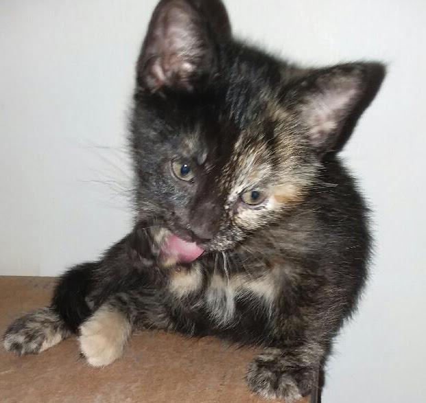 SPECKLES photo 3