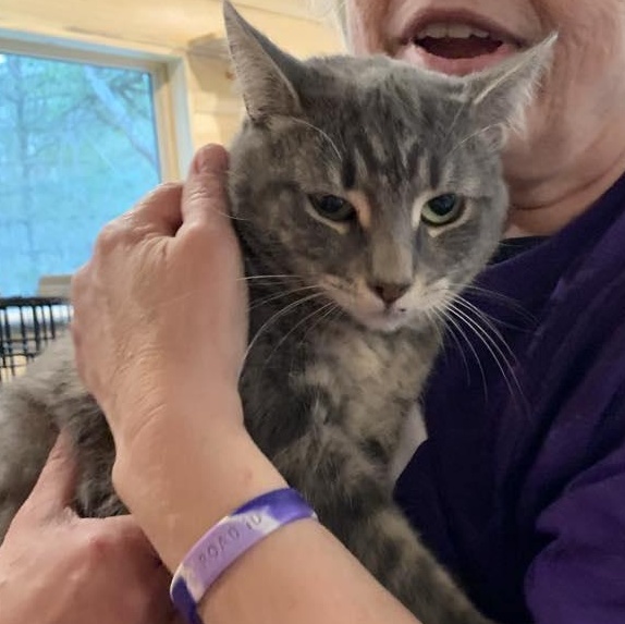 Silver Belle, a Adoptable Tabby in Hawley, PA image 2/3