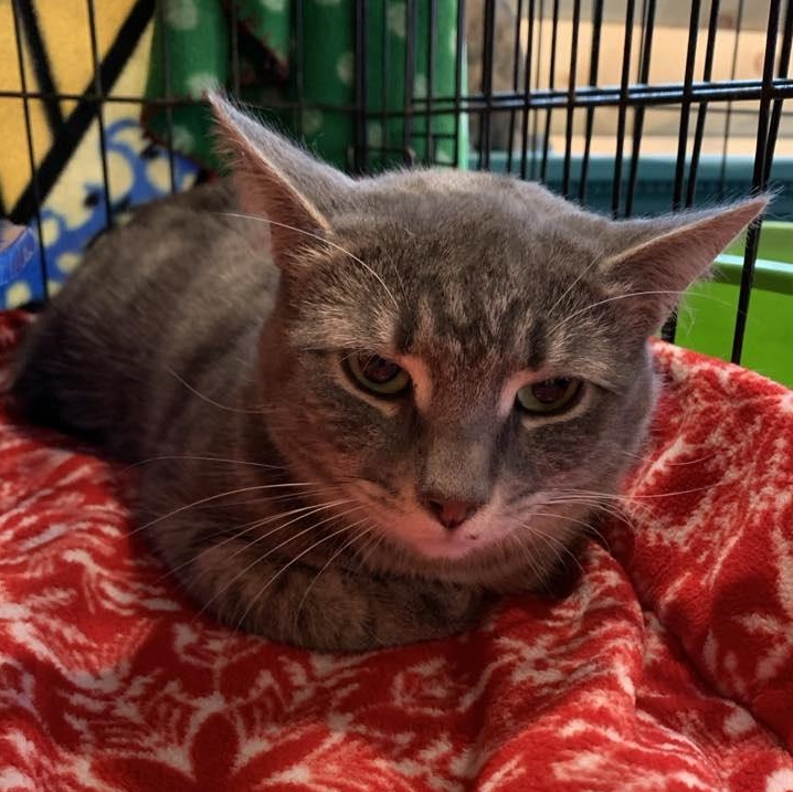 Silver Belle, a Adoptable Tabby in Hawley, PA image 3/3