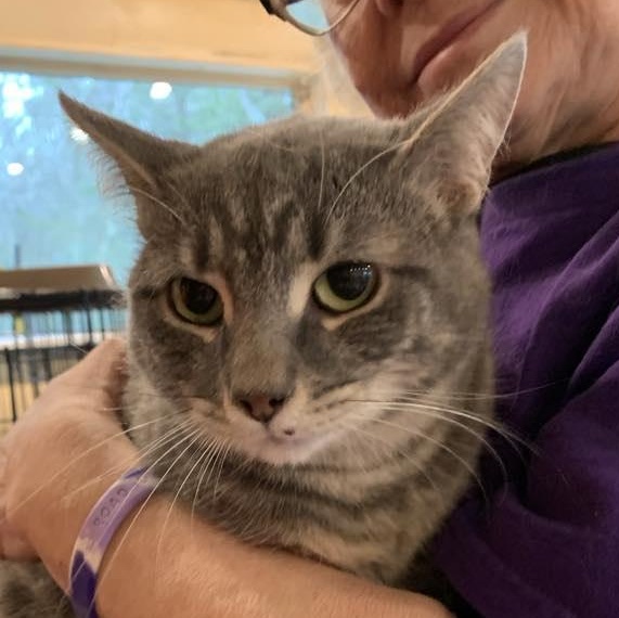Silver Belle, a Adoptable Tabby in Hawley, PA image 1/3