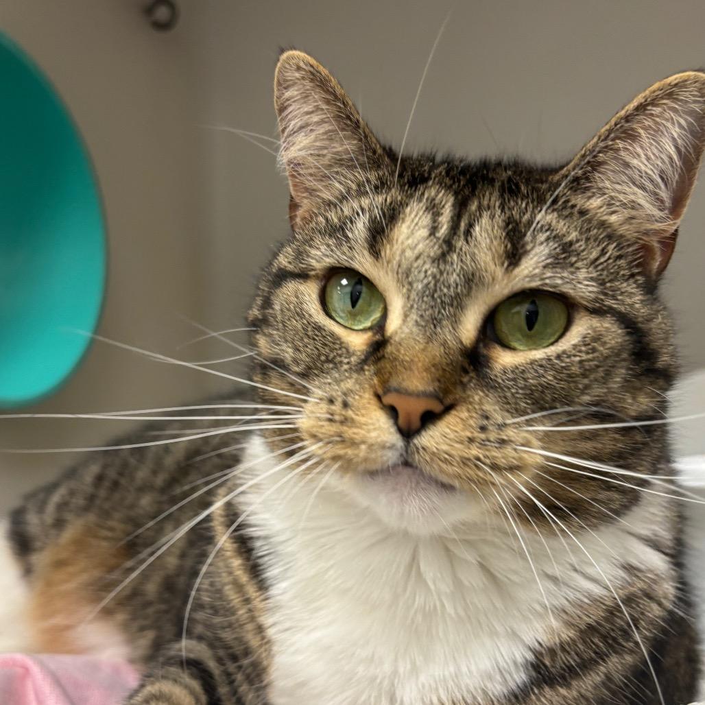 Pretty Girl thumbnail 4