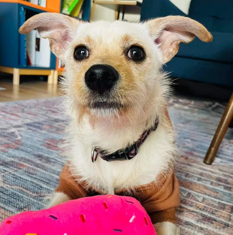 Papi, ADOPTABLE, Young Male West Highland White Terrier / Westie & Mixed Breed.