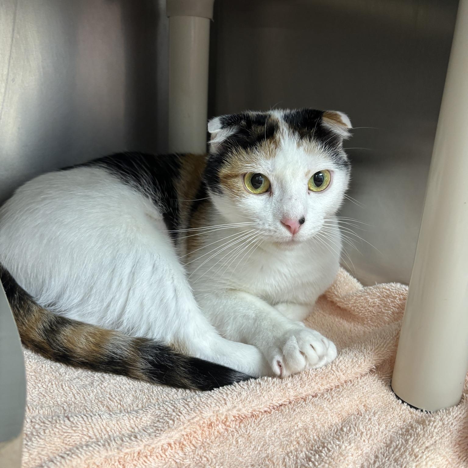 Carmelia, ADOPTABLE, Adult Female Domestic Short Hair.