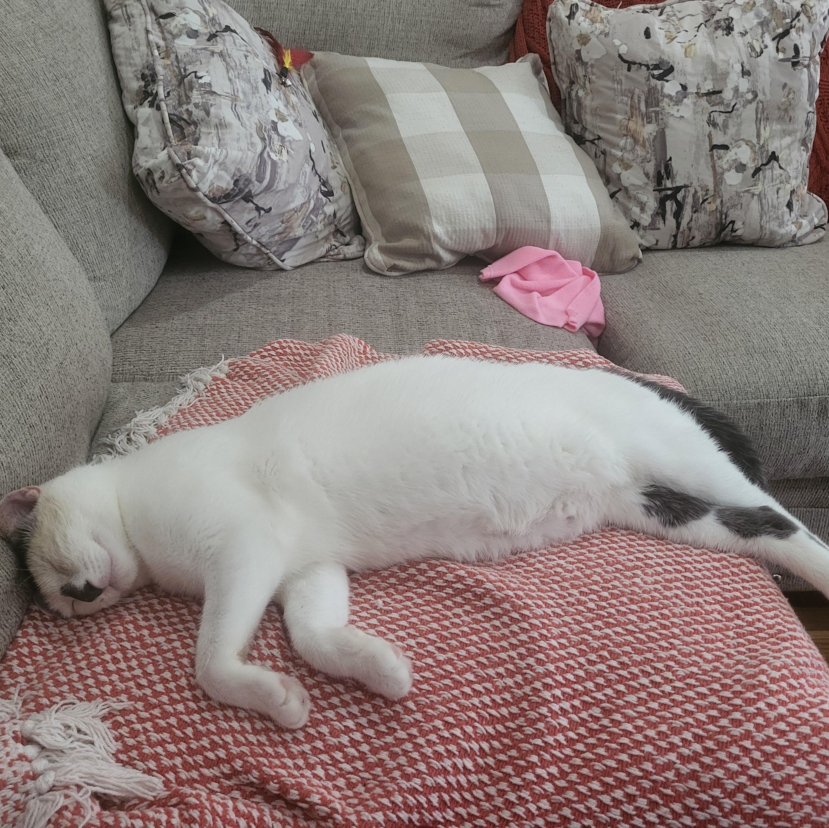 Simon, a Adoptable mixed breed in Chicago, IL image 5/6