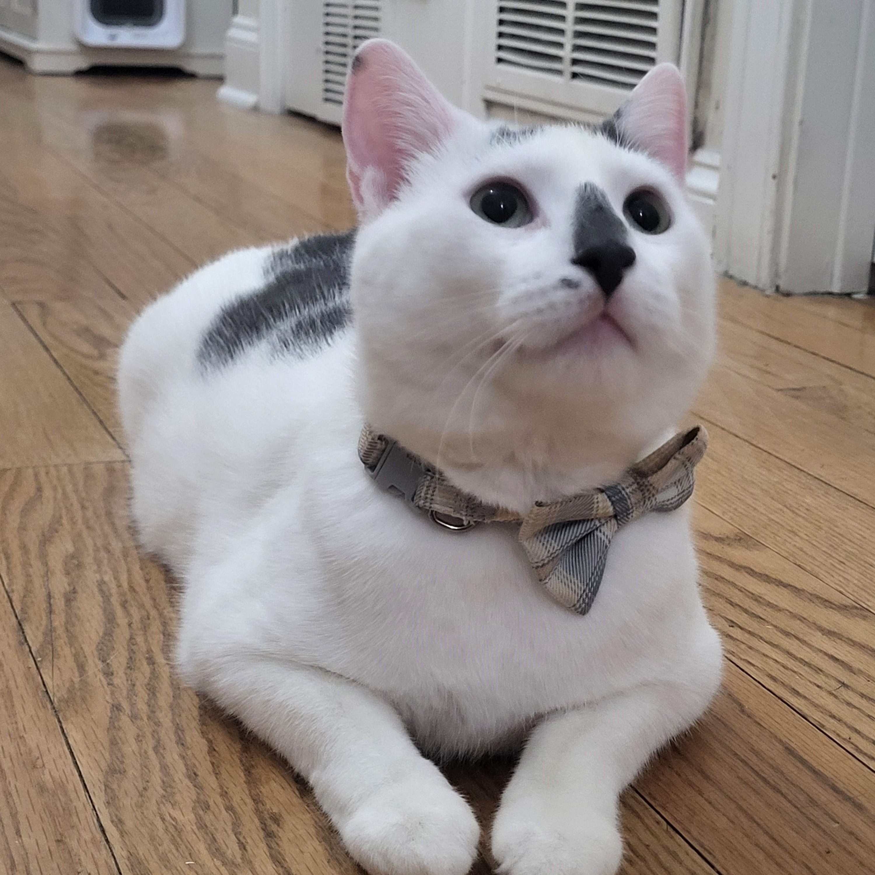 Simon, Adoptable, Young Male Domestic Short Hair.