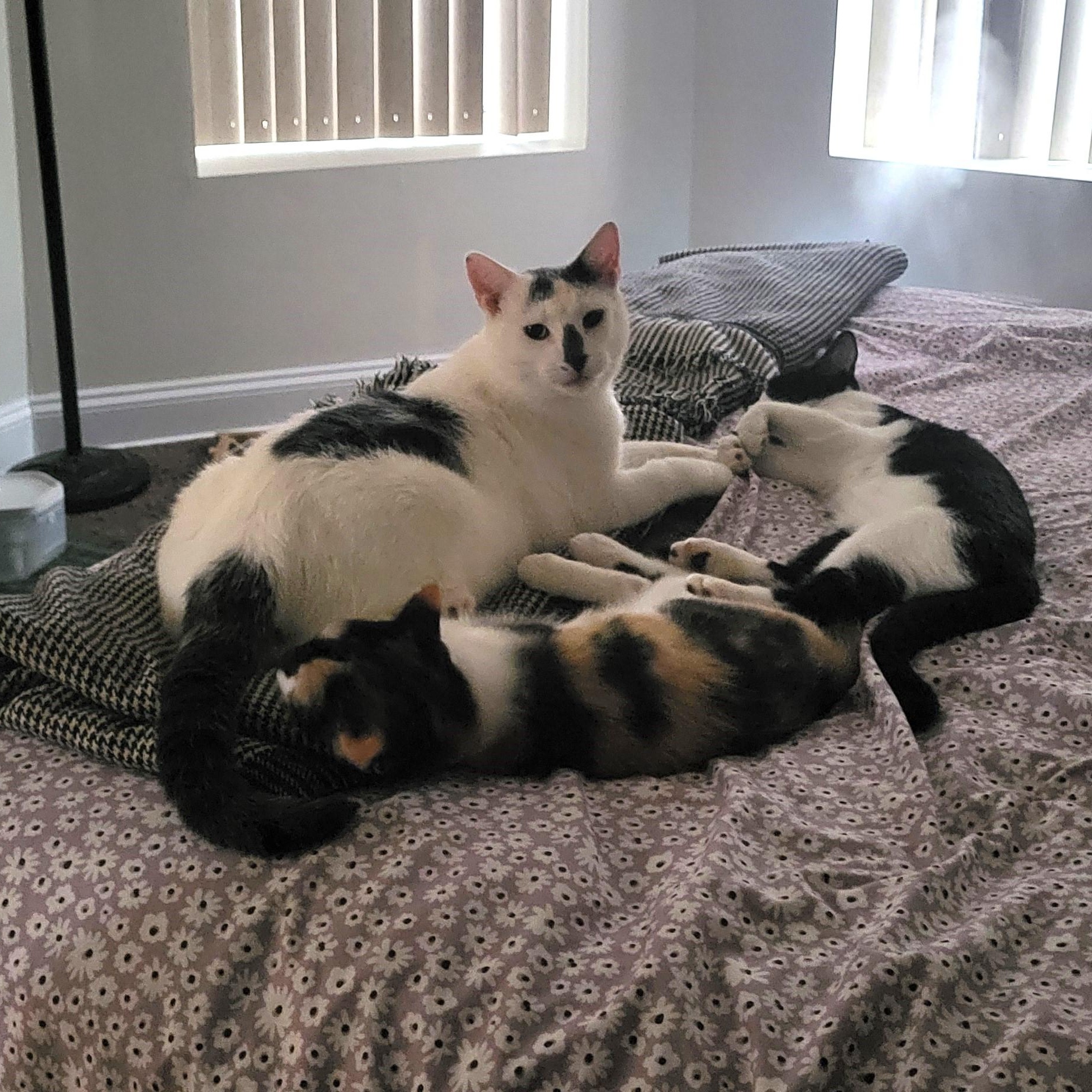 Simon, a Adoptable mixed breed in Chicago, IL image 6/6