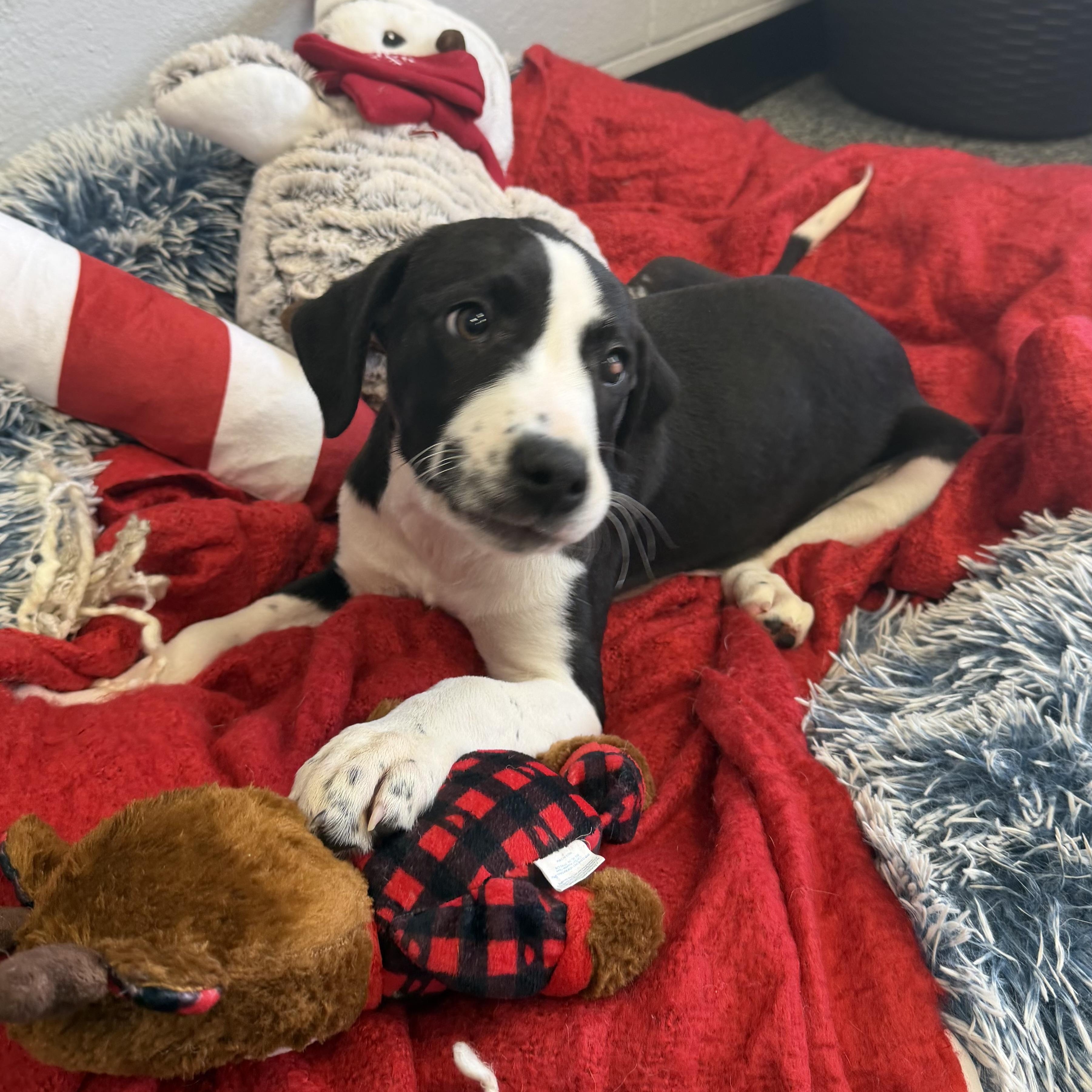 ATARI, Adoptable, Puppy Female Mixed Breed.