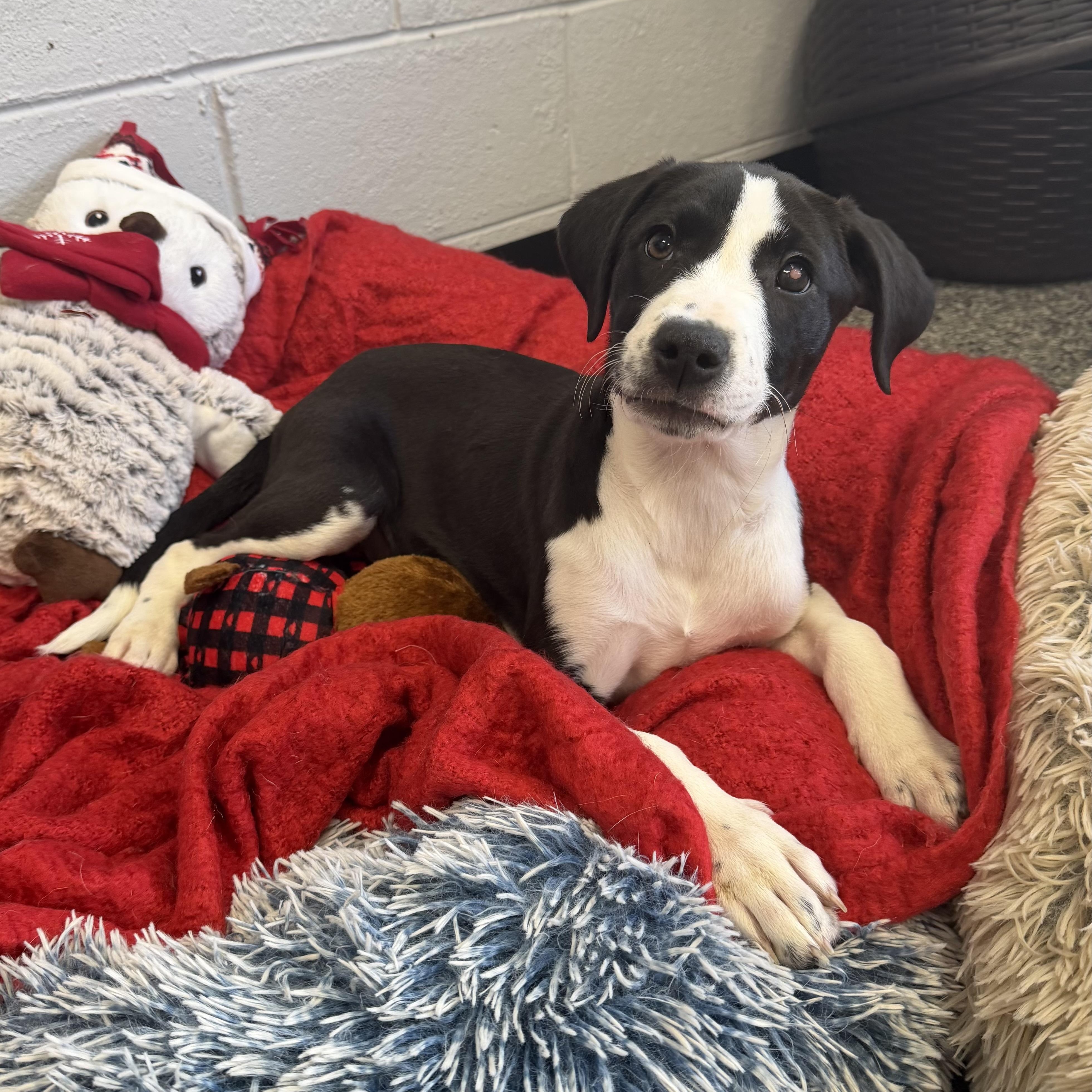 Enlarge ATARI, a Adoptable Mixed Breed in Cranston, RI image 1/2