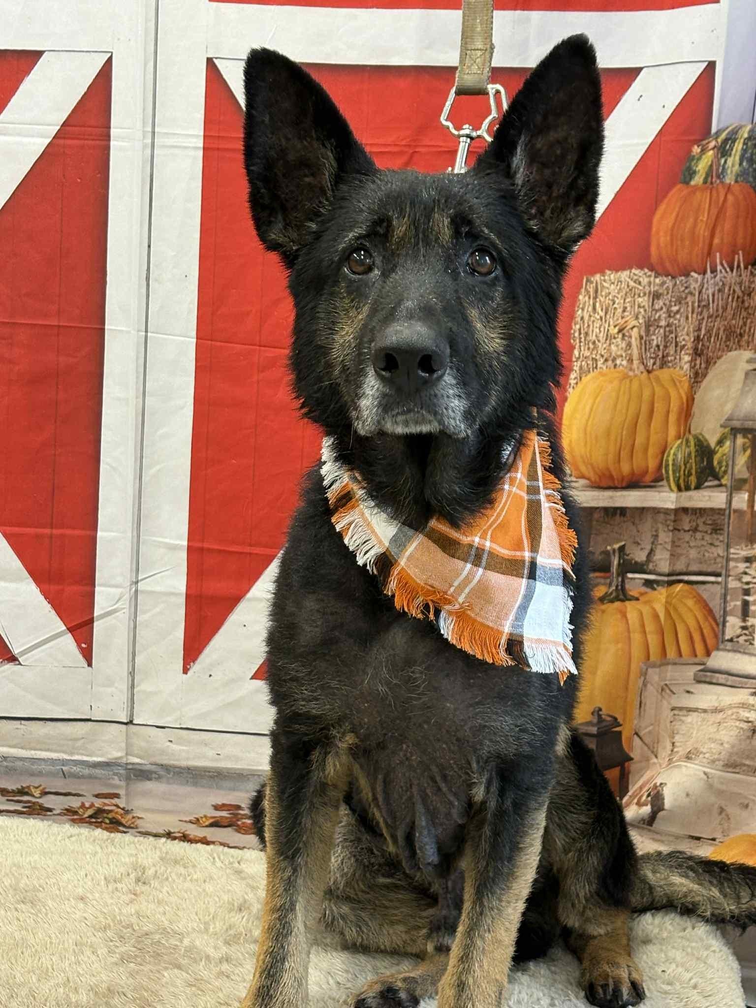 Enlarge Soren, an adopted German Shepherd Dog in Shelby, MI image 1/1