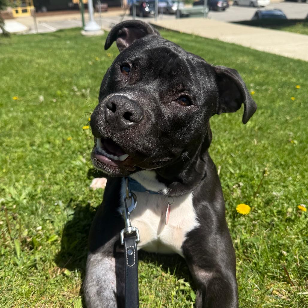 Enlarge Truman, a Adoptable Mixed Breed in Pittsburgh, PA image 1/6
