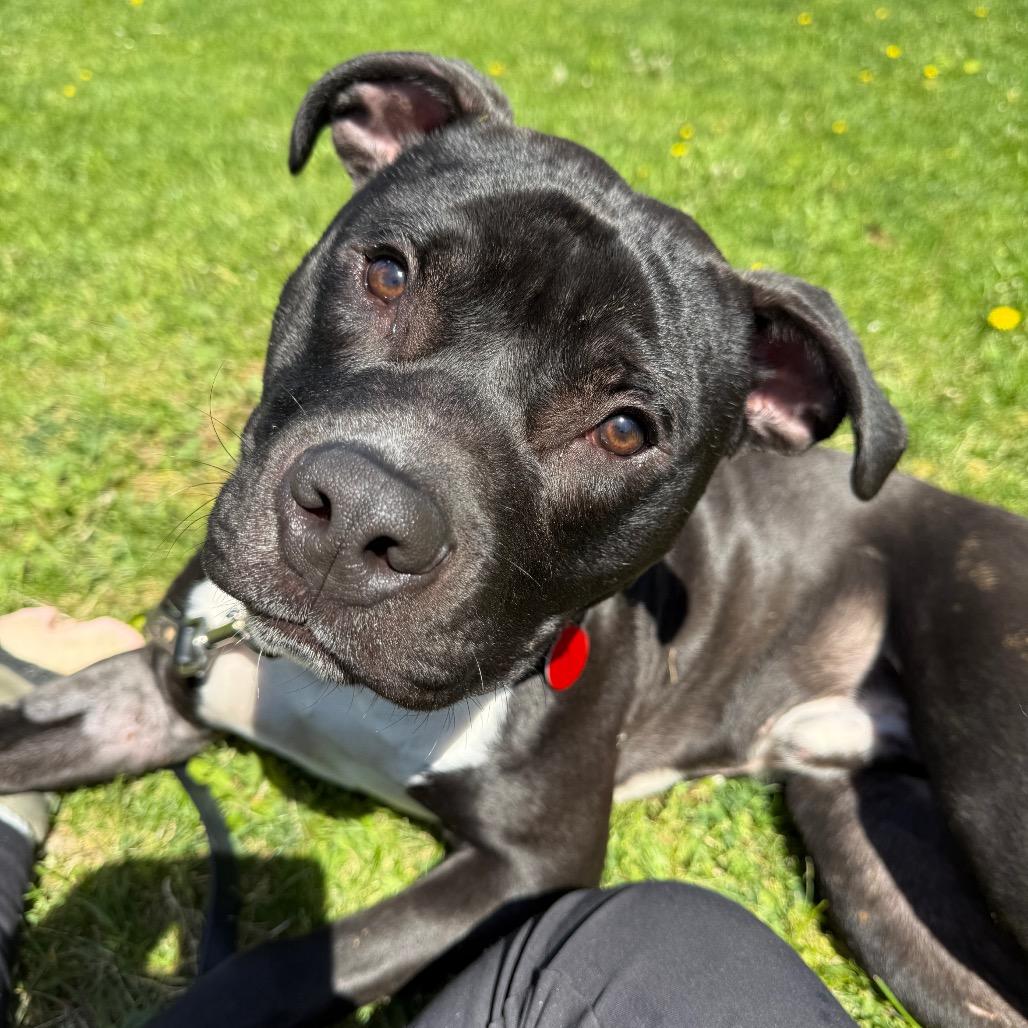 Enlarge Truman, a Adoptable Mixed Breed in Pittsburgh, PA image 3/6