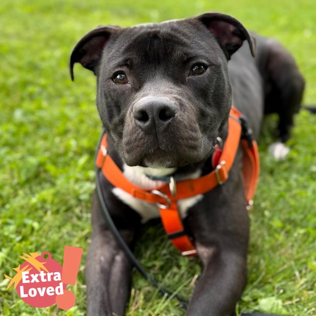 Truman, Adoptable, Adult Male Mixed Breed.